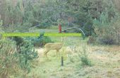 AI monitors wildlife behavior in the Swiss Alps