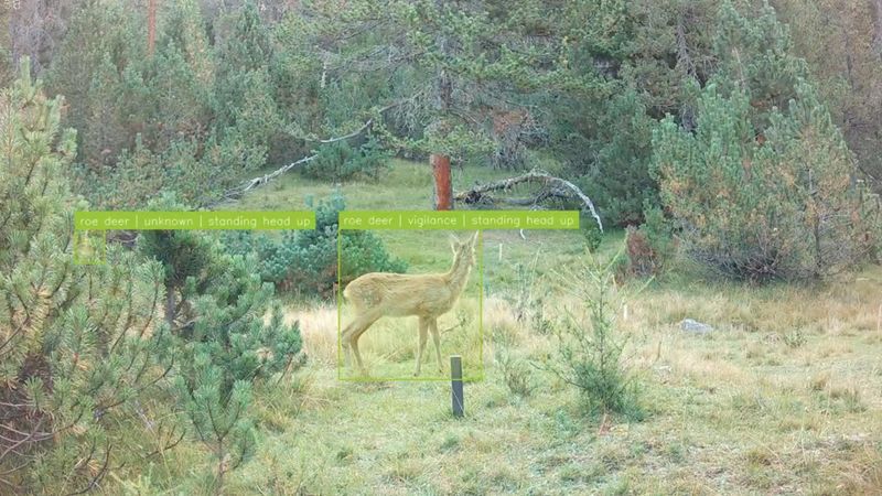 two roe deer foraging, with manual annotations for each individual animal. Credit: A. Mathis (EPFL)