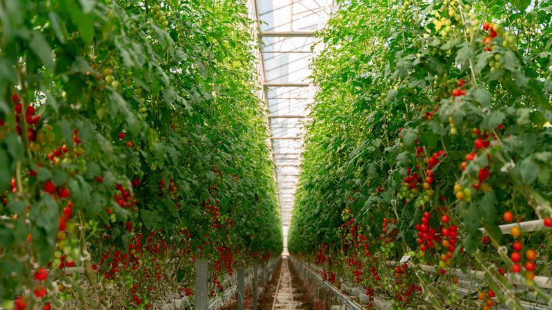 Four Growers' Robotics and Computer Vision make Automated Greenhouse Harvests Reality