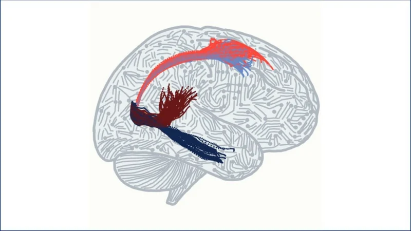 The Circuit that Lets Your Brain Think and See