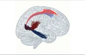 The Circuit that Lets Your Brain Think and See