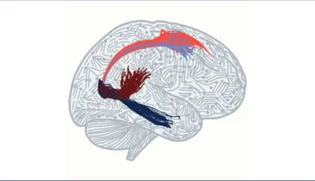 The Circuit that Lets Your Brain Think and See