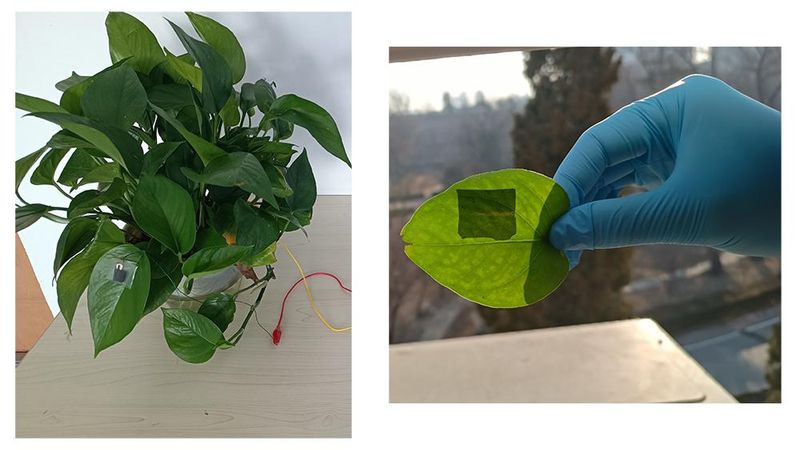 When applied to a houseplant, a stretchy triboelectric nanogenerator (TENG) sensor can detect an intruder passing through by sensing the wind the person creates. The sensor can then sound an alarm system or turn lights on in the house to deter the intruder. The combination of materials allows for the TENG sensor to deform and stretch as the plant leaf grows. Credit: Provided by Huanyu "Larry" Cheng . All Rights Reserved.