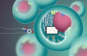 A bandpass filter for synthetic biology