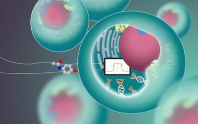 A bandpass filter for synthetic biology