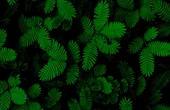 New moves for self-defense: How plants can inspire future Softbotic design
