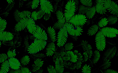 New moves for self-defense: How plants can inspire future Softbotic design