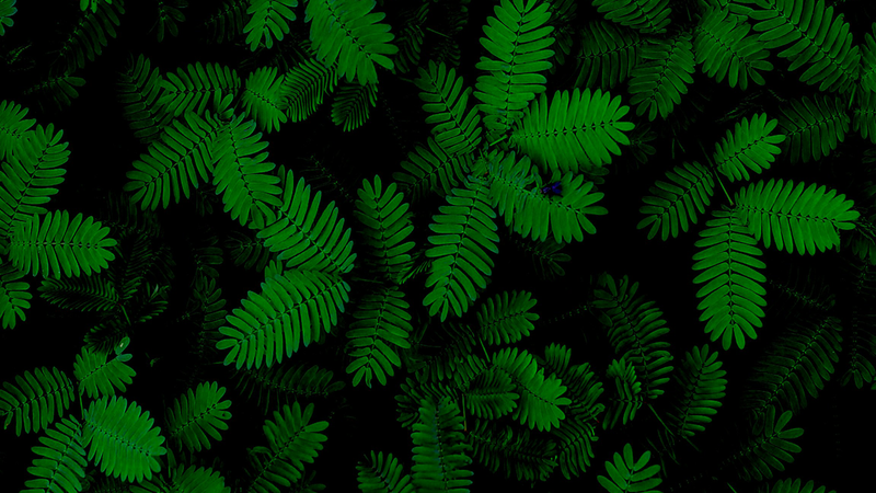 New moves for self-defense: How plants can inspire future Softbotic design