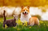 PetTech: IoT Will Change the Way We Live with Our Pets
