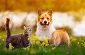 PetTech: IoT Will Change the Way We Live with Our Pets