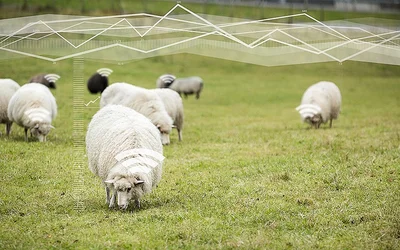 Animal Tracking: Cellular IoT In The Field