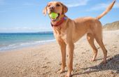 Wireless technology helps boost pet health