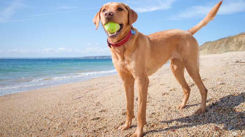 Wireless technology helps boost pet health