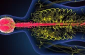 Using brain imaging to study the spinal cord