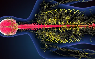 Using brain imaging to study the spinal cord