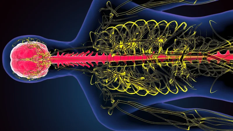 Using brain imaging to study the spinal cord