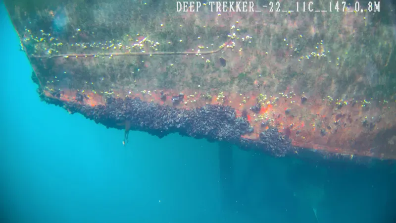 Ship hull with biofouling during an inspection with a Deep Trekker ROV