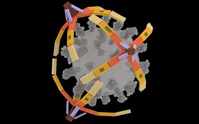 Nanorobot hand made of DNA grabs viruses for diagnostics and blocks cell entry