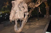 Naturalis Biodiversity Center: Prehistoric prints, cutting-edge technology