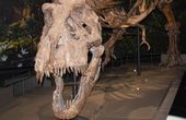 Naturalis Biodiversity Center: Prehistoric prints, cutting-edge technology
