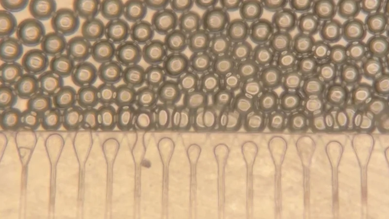Injectable "satellite livers" could offer an alternative to liver transplantation