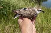 Cellular IoT and Bluetooth LE-Powered Smart Wearables for Wildlife Tracking and Research