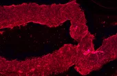 3D-printed blood vessels bring artificial organs closer to reality