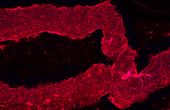 3D-printed blood vessels bring artificial organs closer to reality
