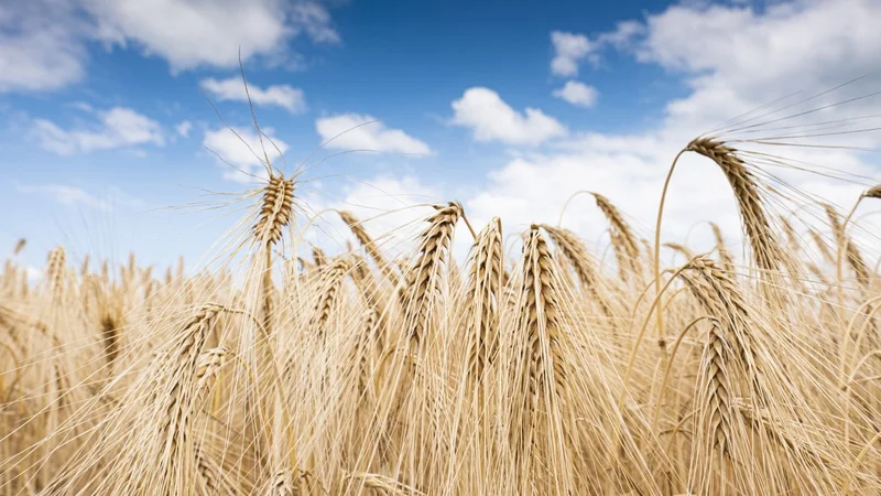 Growing grain worldwide requires a high level of nitrogen fertilizer use. KIT researchers show that global redistribution would have a positive impact on the environment. (Photo: Markus Breig, KIT)