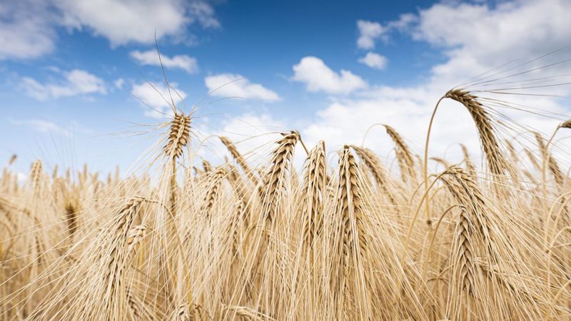Growing grain worldwide requires a high level of nitrogen fertilizer use. KIT researchers show that global redistribution would have a positive impact on the environment. (Photo: Markus Breig, KIT)