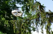 Special drone collects environmental DNA from trees
