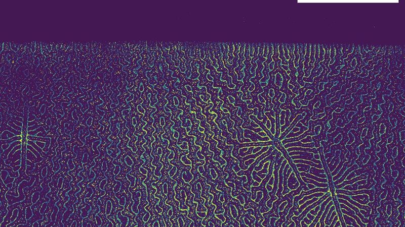 Microscope image of the green-fluorescent ordered regions after crystallisation in the OLED device. Image: Ritu Chowdhury