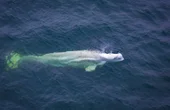 Lidar-Equipped Drones Transform Whale Research and Conservation
