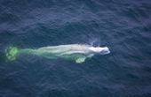 Lidar-Equipped Drones Transform Whale Research and Conservation