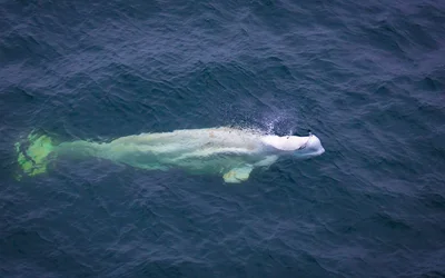 Lidar-Equipped Drones Transform Whale Research and Conservation