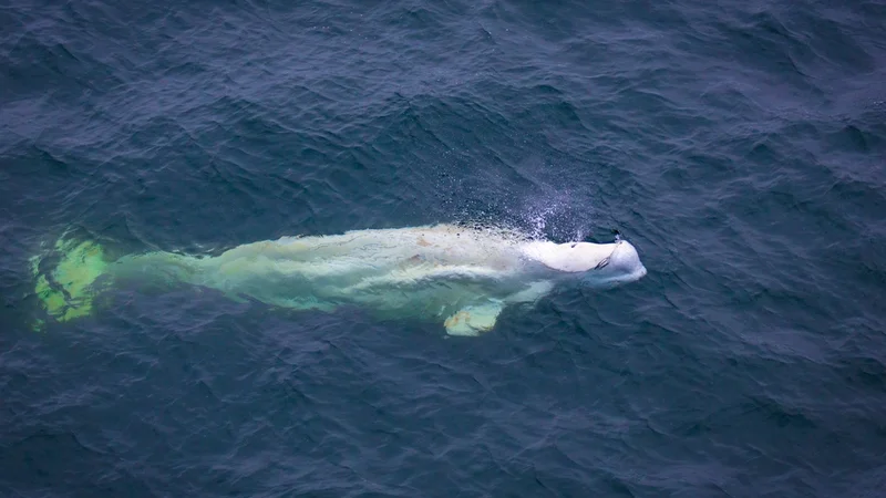 Lidar-Equipped Drones Transform Whale Research and Conservation