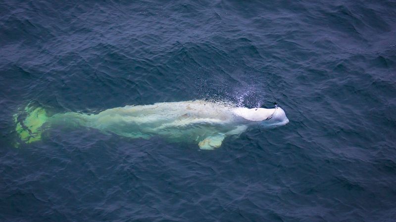 Lidar-Equipped Drones Transform Whale Research and Conservation